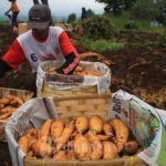 Petani Ubi