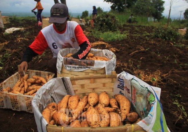 Petani Ubi Pahlawan Ketahanan Pangan