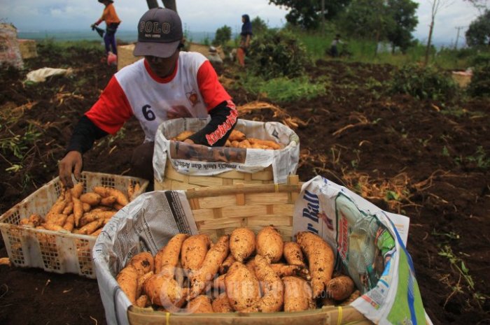 Petani Ubi Pahlawan Ketahanan Pangan