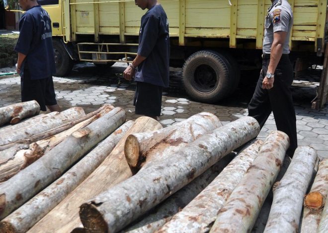 Kejagung Berpotensi Menyelidiki TPPU Kasus Pembalakan Liar di Mentawai