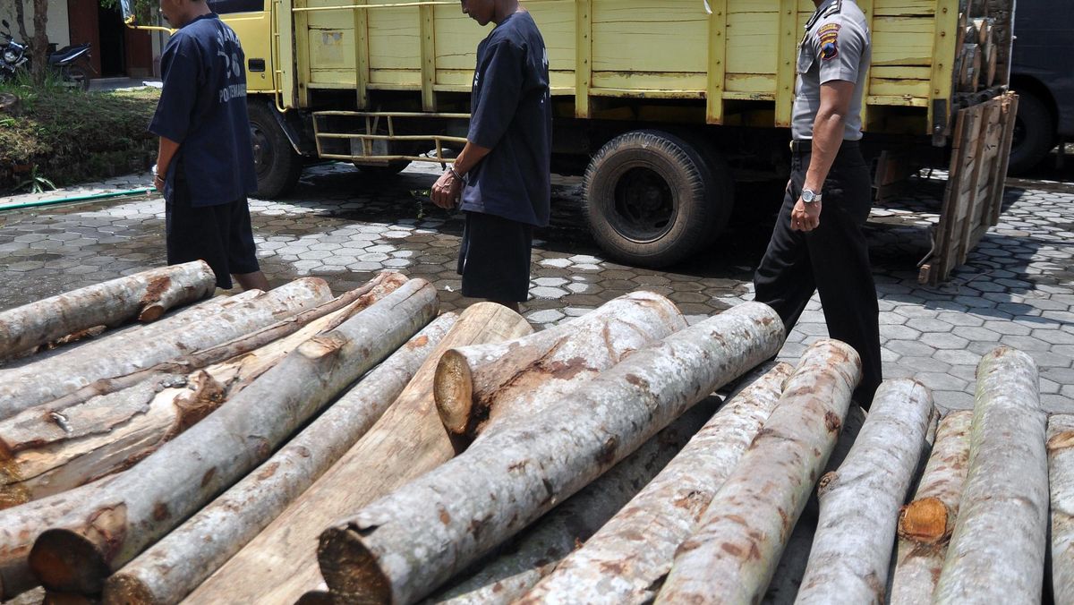 Kejagung Berpotensi Menyelidiki TPPU Kasus Pembalakan Liar di Mentawai