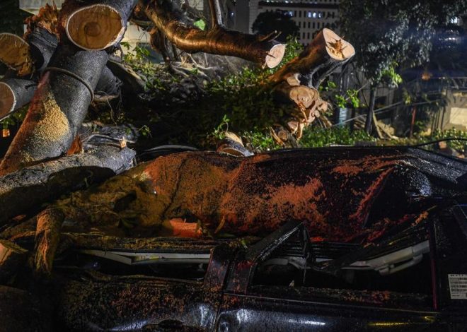 Pohon Beringin Tumbang Tutup Jalan Menuju Stasiun Bogor, Lalu Lintas Dialihkan