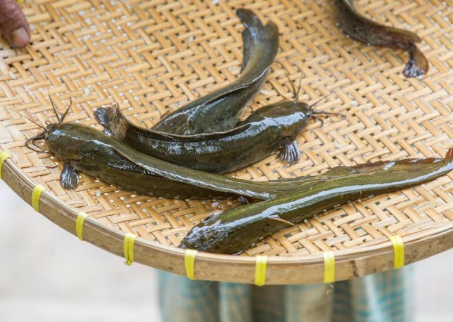 Resep Bumbu Lele Goreng Simple Gurih dan Anti Amis yang Bikin Ketagihan