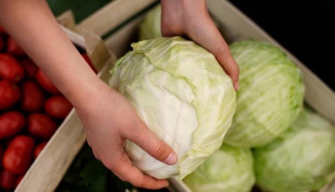 7 Trik Menyimpan Kubis Agar Tetap Segar dan Tahan Lama Mudah Dipraktikkan