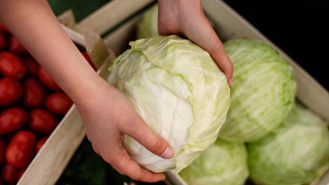 7 Trik Menyimpan Kubis Agar Tetap Segar dan Tahan Lama Mudah Dipraktikkan