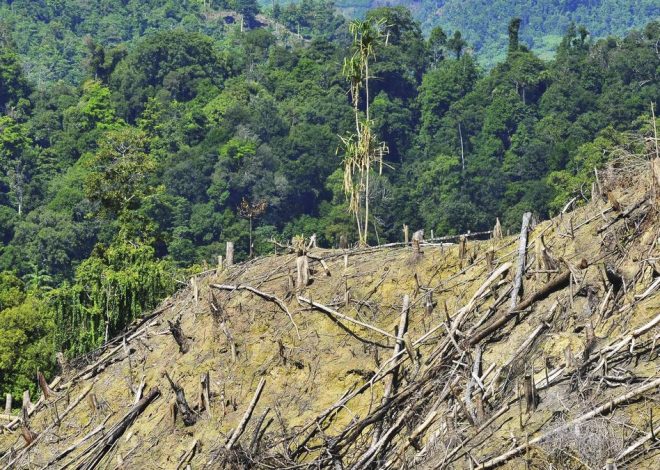 DPR Tanggapi Usul Pandawara Hutan Tak Dapat Diperjualbelikan