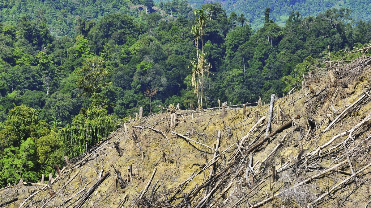 DPR Tanggapi Usul Pandawara Hutan Tak Dapat Diperjualbelikan