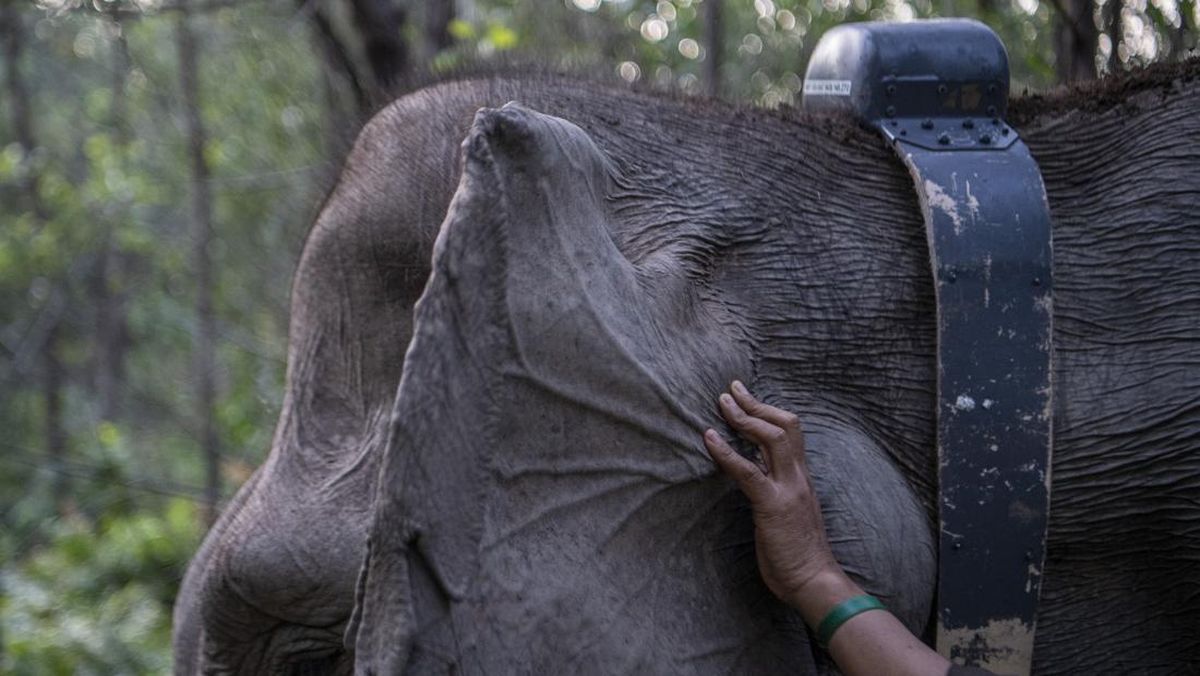 Cegah Kematian Gajah Sumatera Akibat Virus dengan Dukungan Dokter India