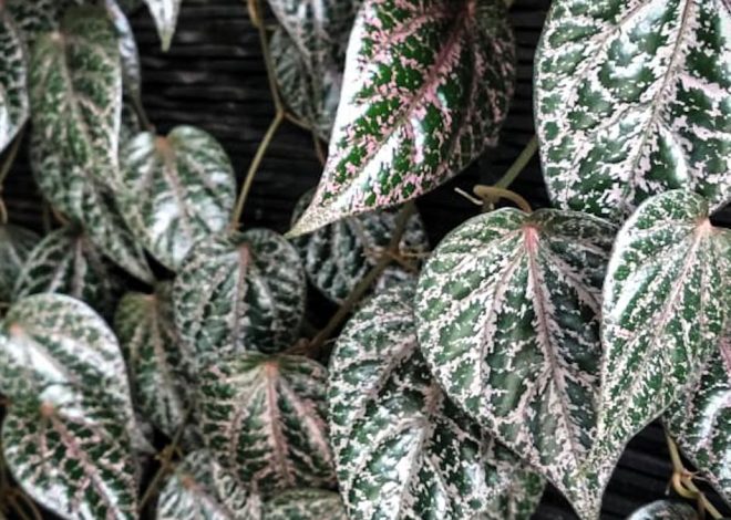 Fitobiotik Rutin untuk Menurunkan Hipertensi Apa Itu dan Manfaatnya?