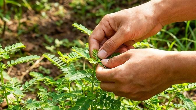 Mengolah Daun Meniran yang Sering Dianggap Hama dengan Mudah di Rumah