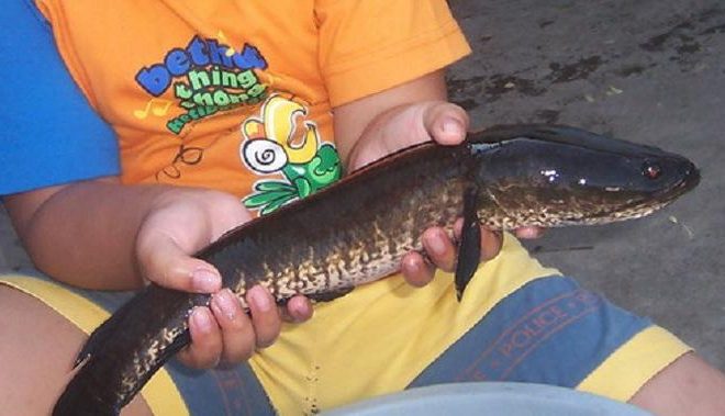 Mengolah Ikan Gabus untuk Penyembuhan Luka yang Optimal dan Praktis di Rumah