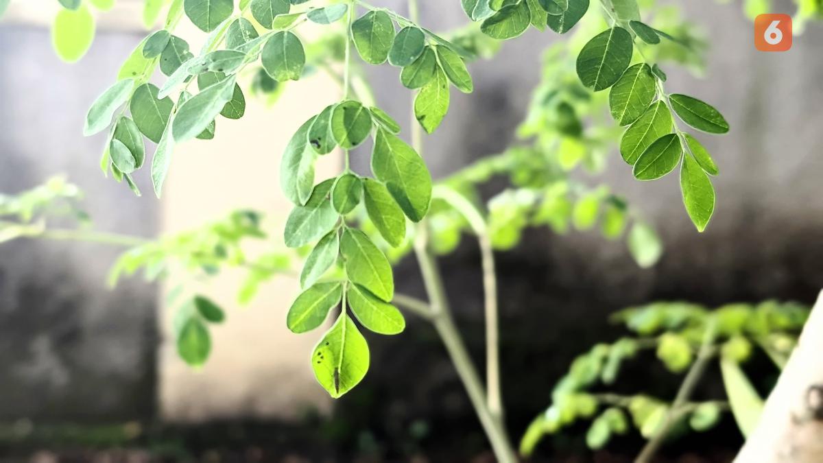 Hempaskan Asam Urat dengan Rutin Konsumsi Daun Kelor dan Jaga Pola Makan Anda